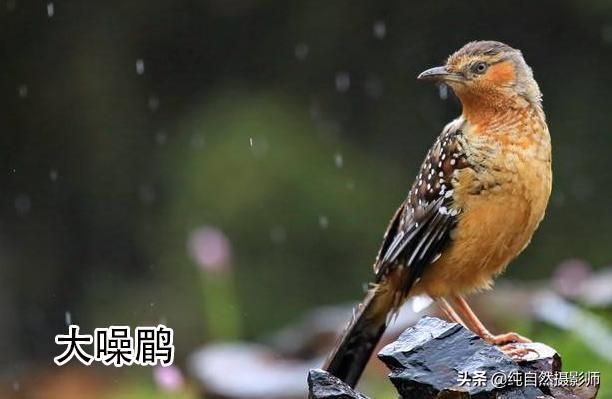 画眉品种有哪些,画眉科的鸟类大全