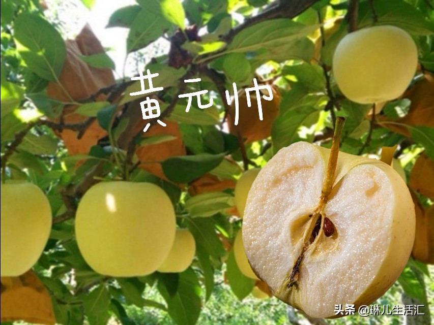 每天认识一种美食,每天认识一种食品