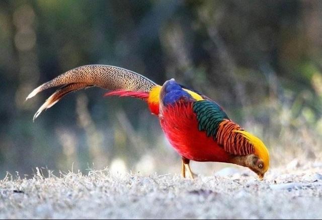 山海经都有哪些动物被证实存在,如果山海经的异兽真的存在