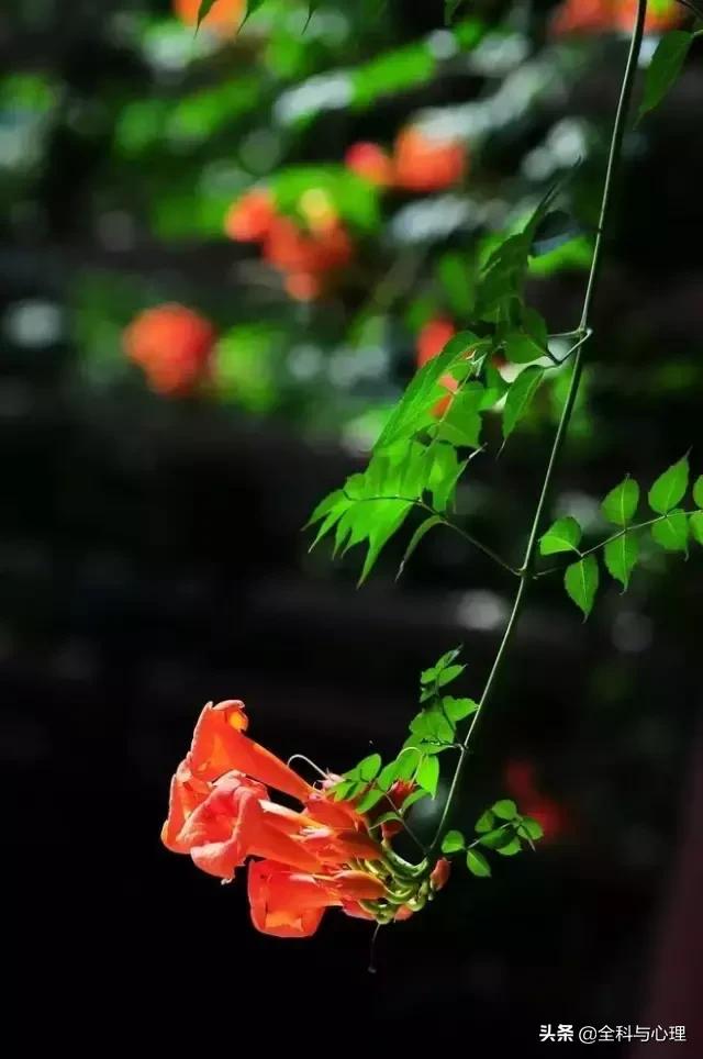 古代的夏天叫什么名字,诗意古代名