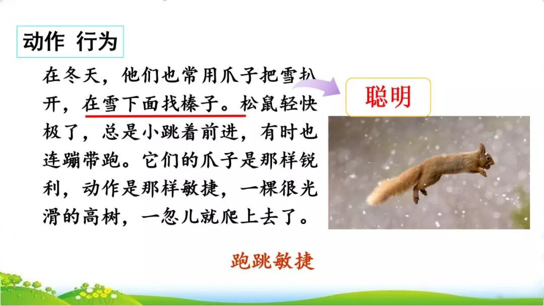 五年级语文第17课松鼠讲解,五年级上册第17课松鼠教材详解