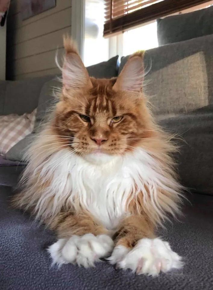 凯米尔斯缅因猫,缅因猫是温柔的巨人吗