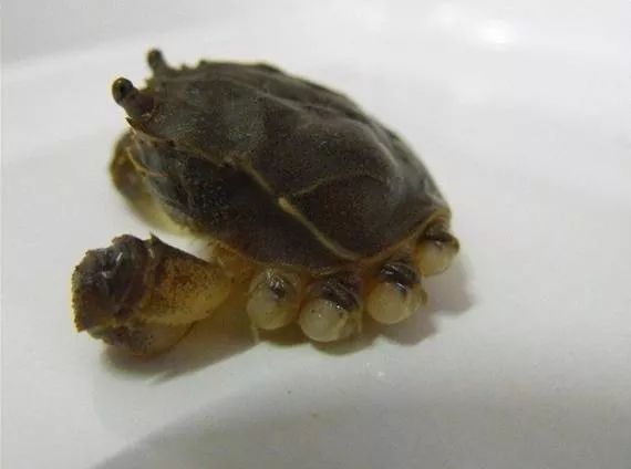 好奇宝宝会问的问题,好奇宝宝每日三问