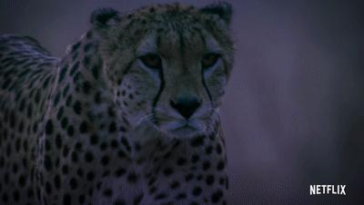 夜半*拍偷**下,成就今年第一部神级纪录片:黑暗下的生命,超乎想象