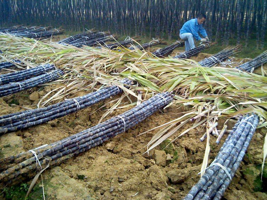 哪里的黑皮甘蔗产量最高,南方黑皮甘蔗什么品种好