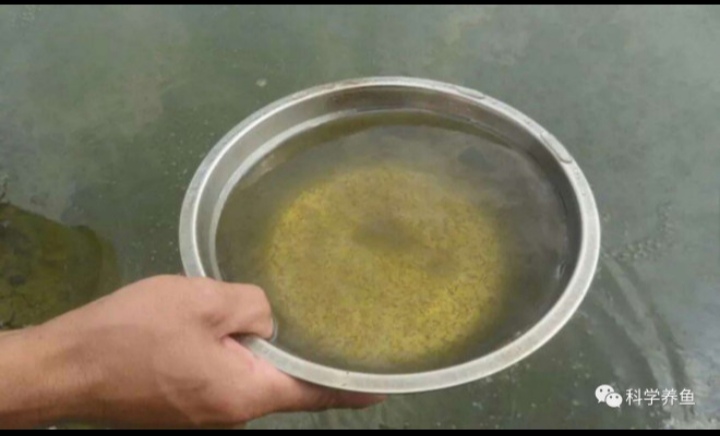 庄稼汉泥鳅养殖是骗局吗,汉川泥鳅养殖技术