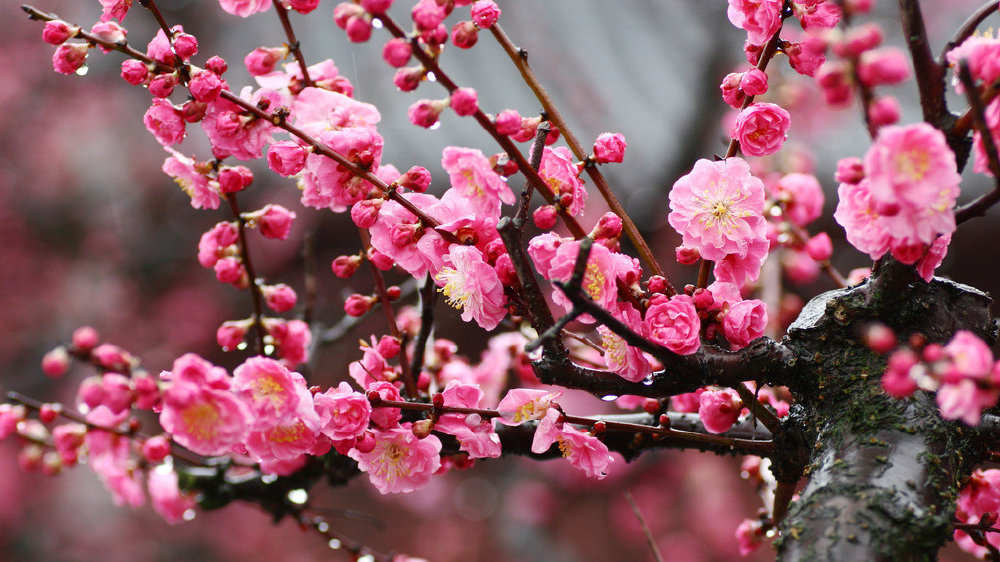 历史上著名的咏梅诗,北宋最有名的咏梅诗