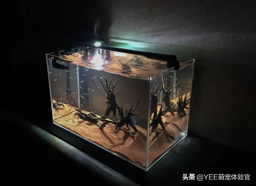 养鱼硝化细菌的正确使用方法,养鱼必备硝化细菌