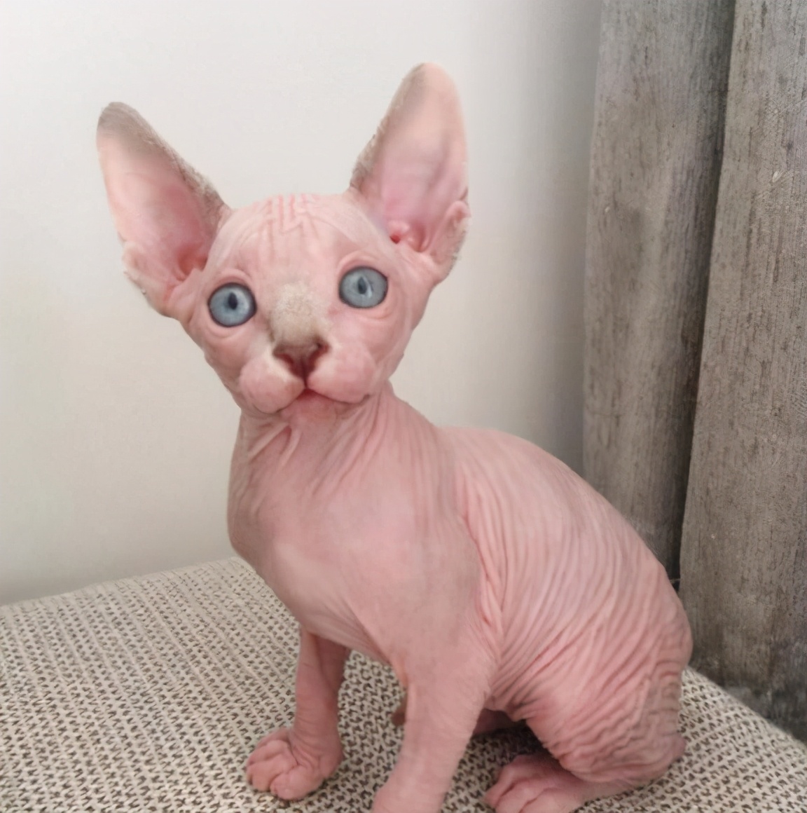 养猫不要养这7种猫,养猫首选这8种猫不仅便宜还好养