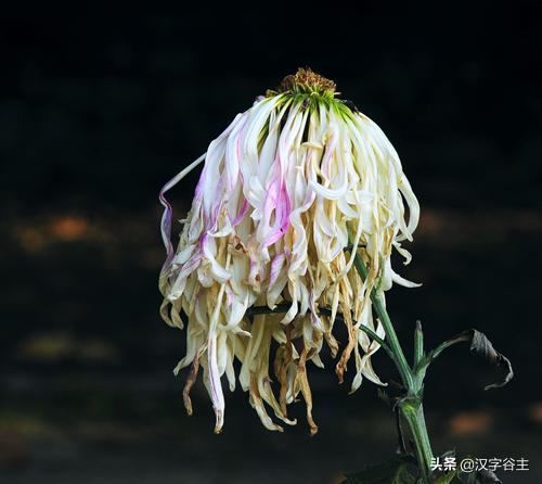 读“菊”，读出其自然本性与人文意象