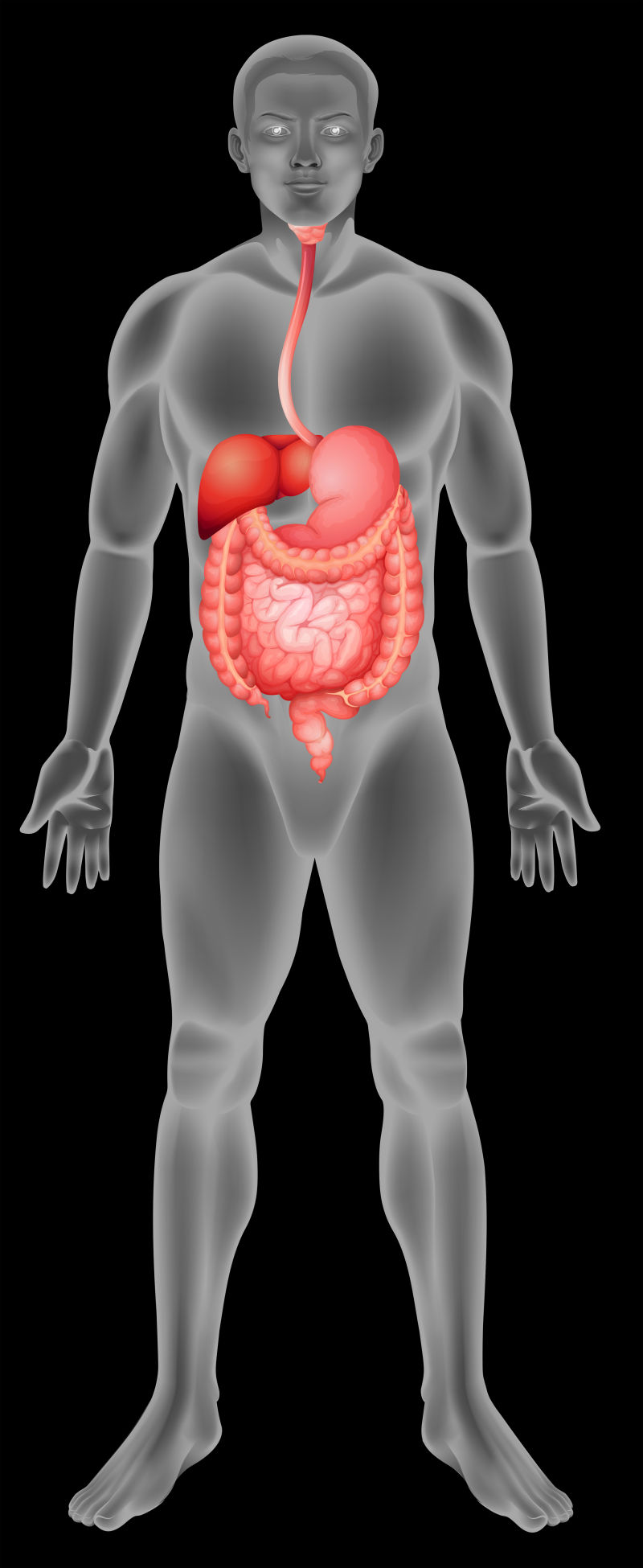 肚子痛大便次数多是什么原因,肚子痛大便次数多吃药就好