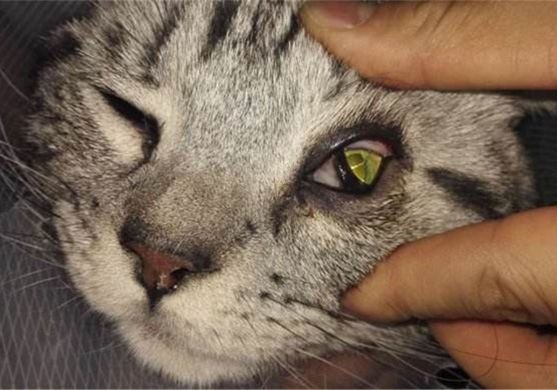 猫咪做眼睑内翻恢复好的图片,杭州猫咪眼睑内翻手术