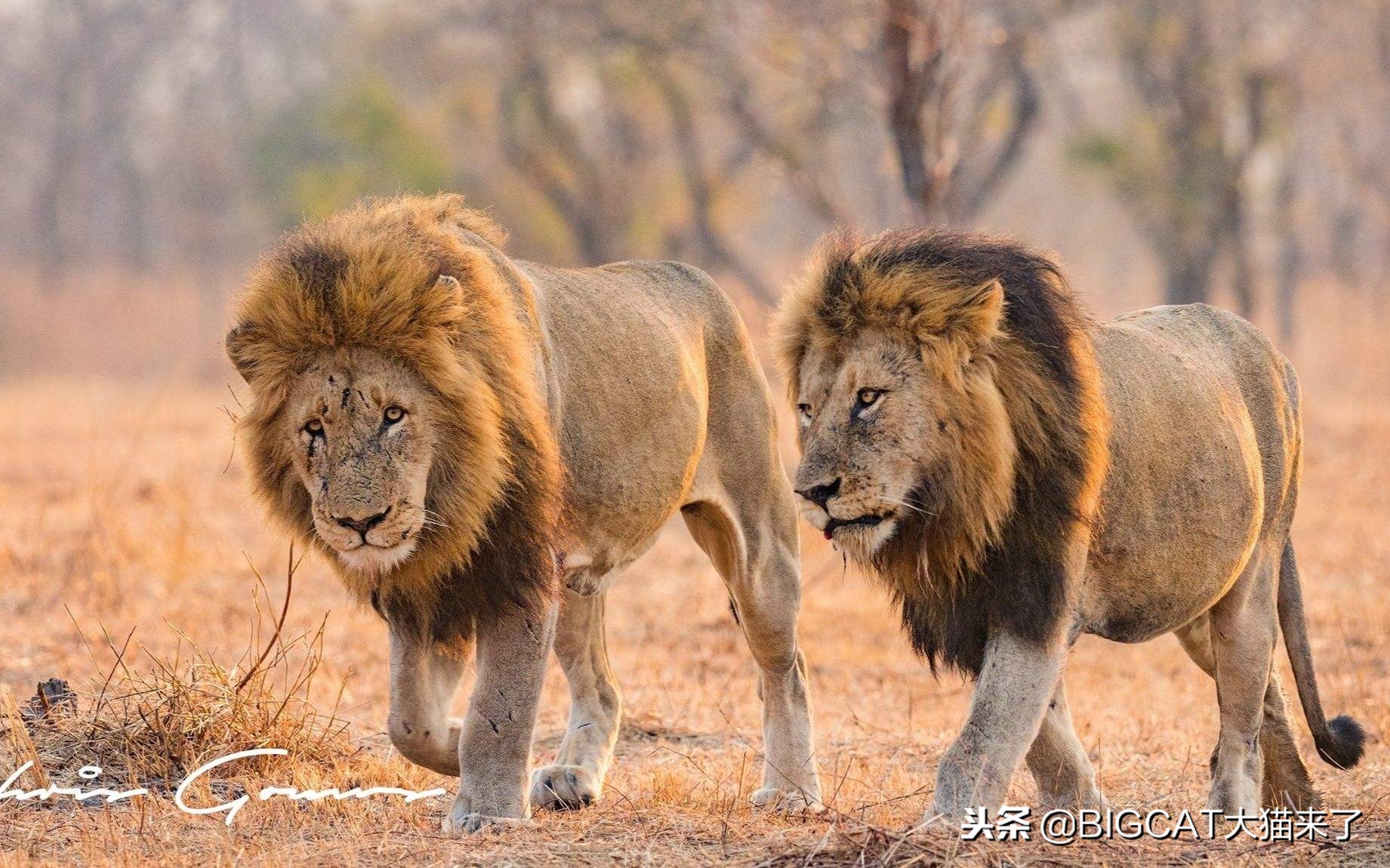 为什么老虎看上去比狮子更有肉感,老虎的脸为啥跟狮子豹子不一样
