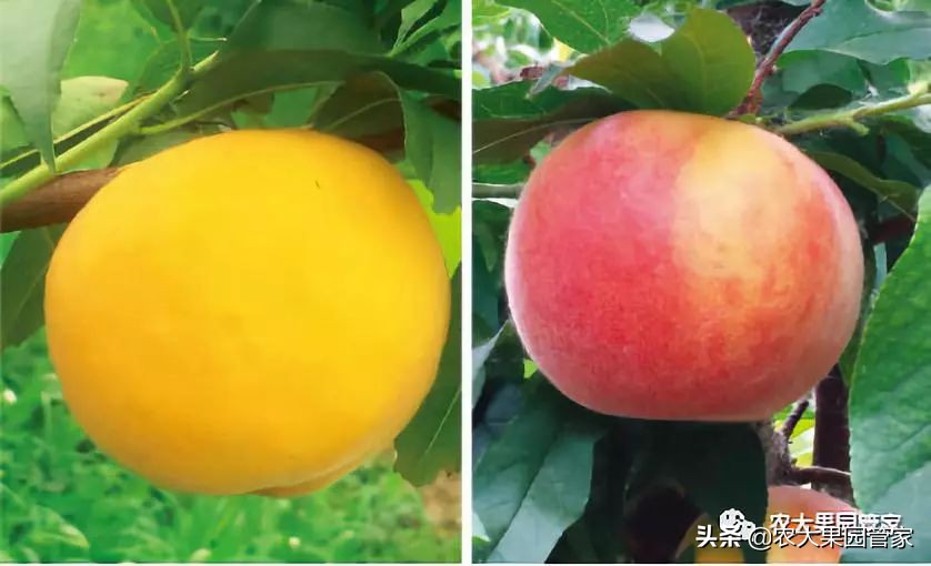 种植新品种果树苗一手货源,各种新品种果树苗木一手货源