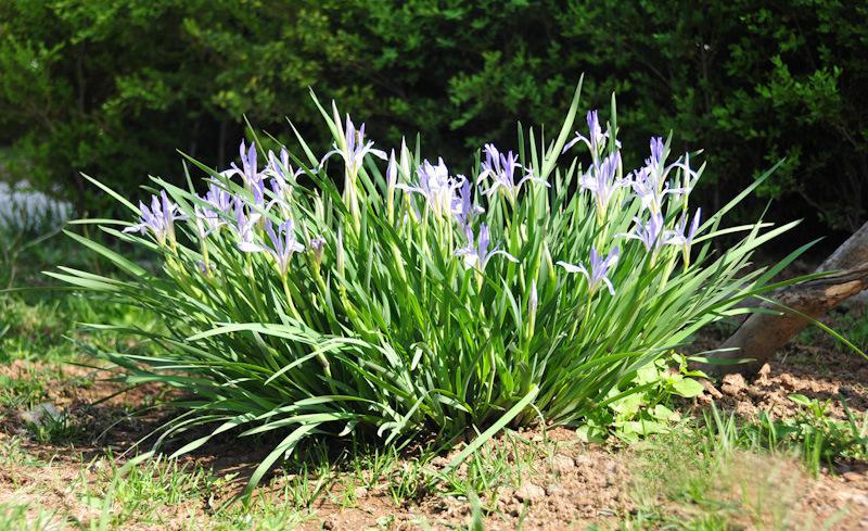 《说文解字》第105课:如何准确理解“蒹葭苍苍”?