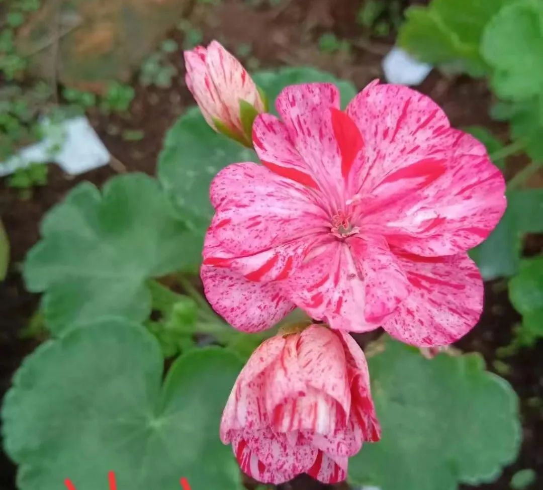 这种花别乱浇水水越多越不开花,这种花不怕冷好养易活