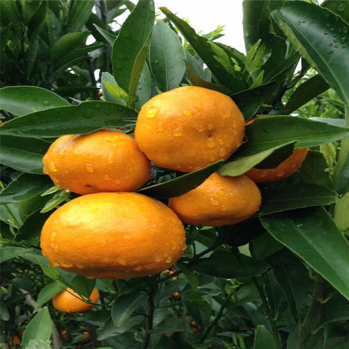 寓意好的桔子树，种在家里的3个地方，结果多长势好