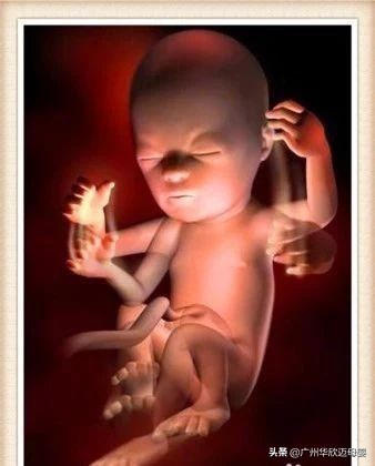 医生推荐孕期检查表,医生十月怀胎算法