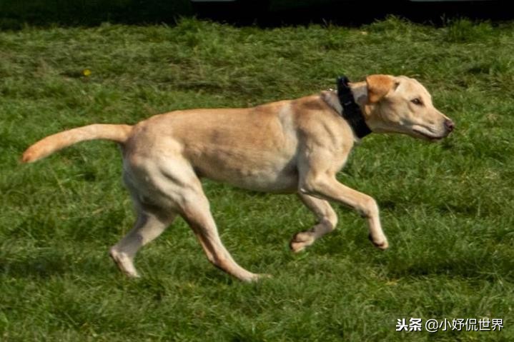 能闻到狗狗的体香,狗狗有哪些东西不能闻