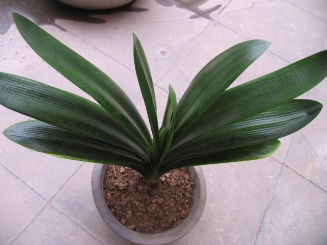 君子兰喝了3种水疯长不停,君子兰养护步骤与方法