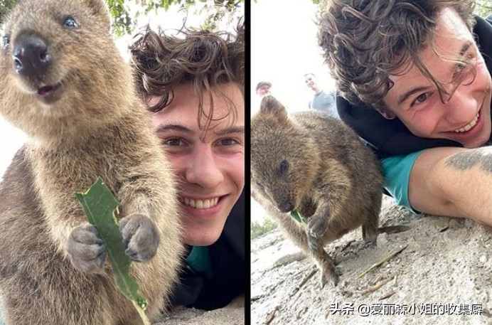 为什么我们会微笑？10个关于微笑袋鼠的萌萌秘密