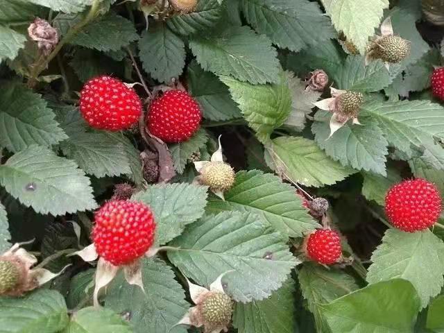 小时候农村常见的野果,小时候吃过的野果刺芽