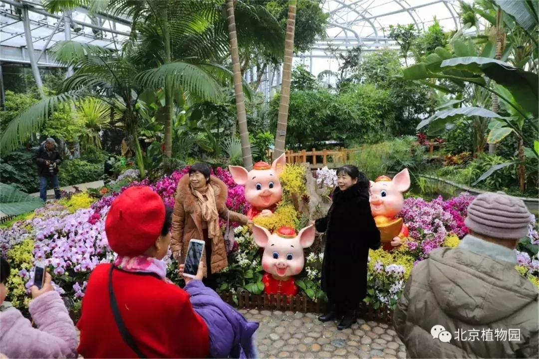 美美美！海淀这个地儿，万株兰花惊艳来袭，你招架的住吗？