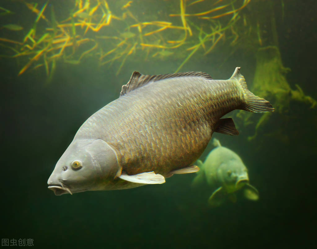 鱼塘ph值过高怎么解决,鱼塘养鱼ph值多少合适