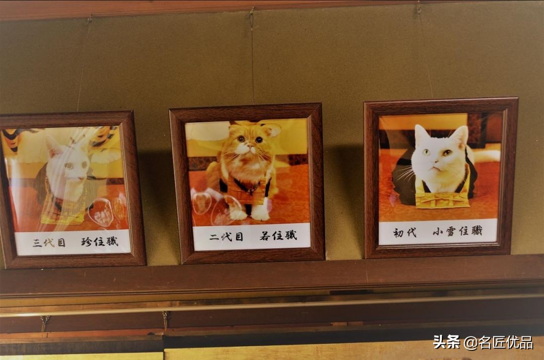 20岁少年建“猫猫寺”，和尚住持全是猫咪，网友：不敢撸不敢吸