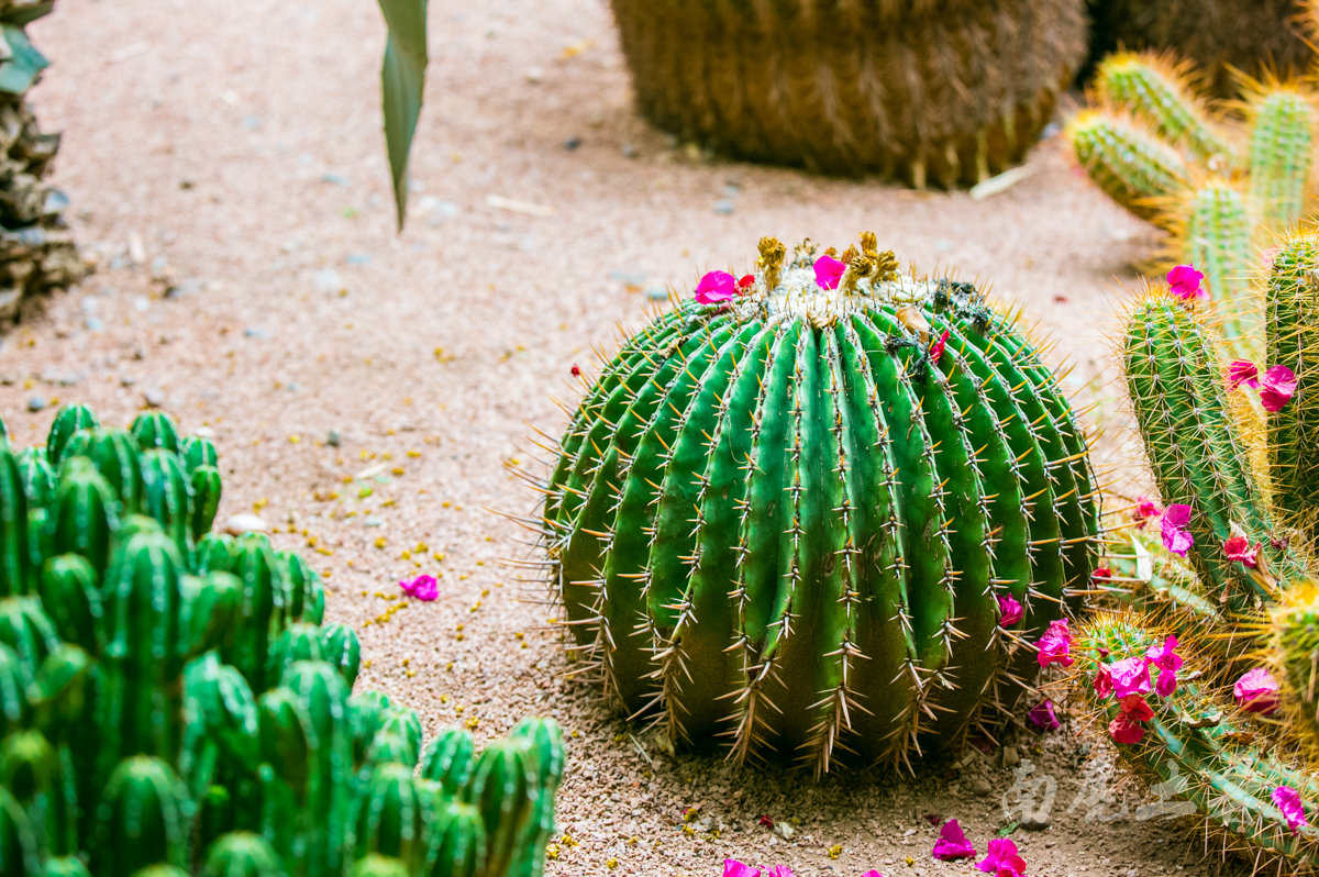 伊夫圣罗兰何时逝世,伊夫圣罗兰葬礼