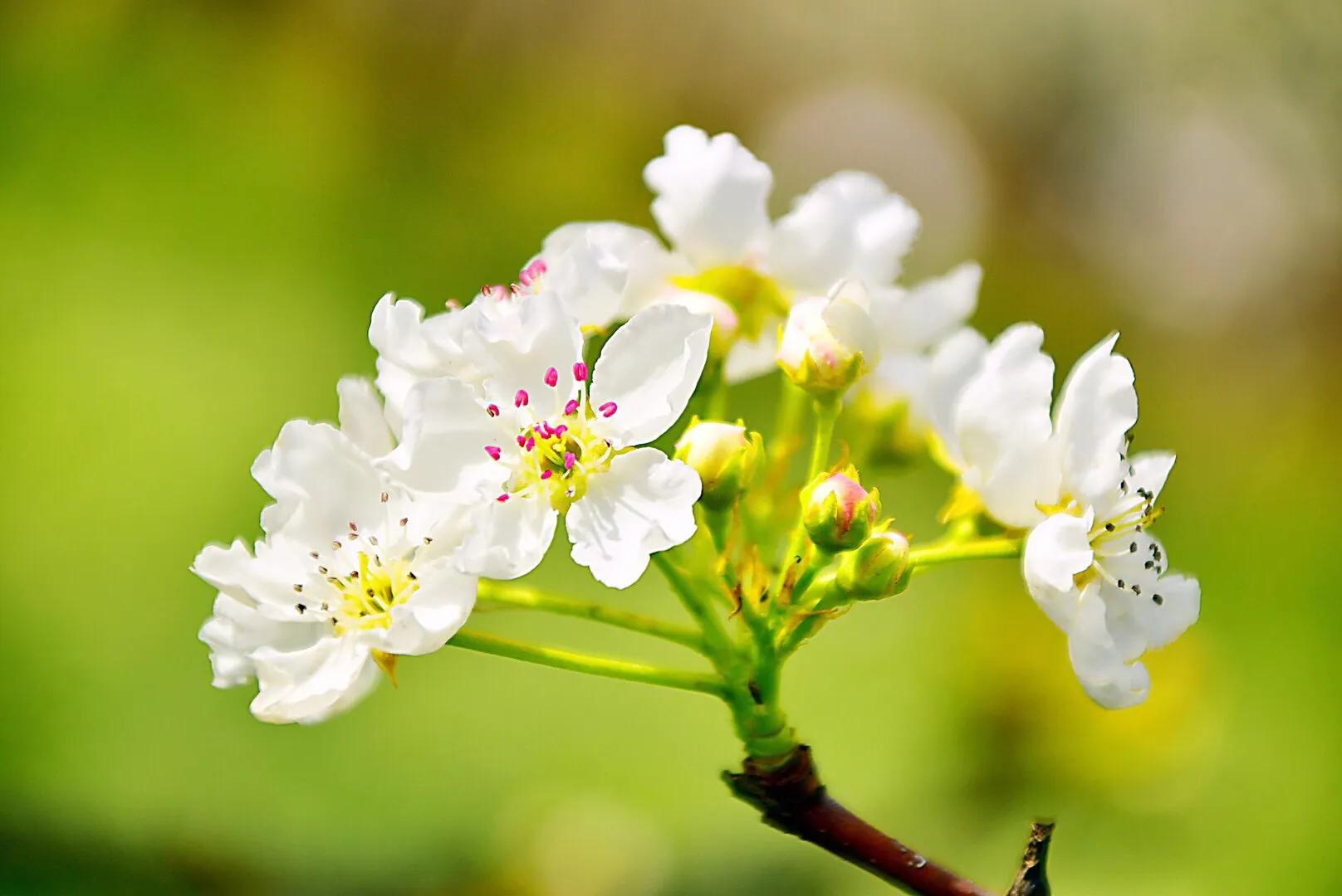 春游梨花林,邂逅三月梨花