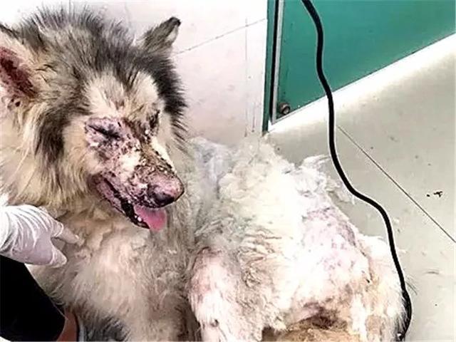 阿拉斯加被领养后又遭罪,面庞皮肤坏死,领养时四点条件不能少!