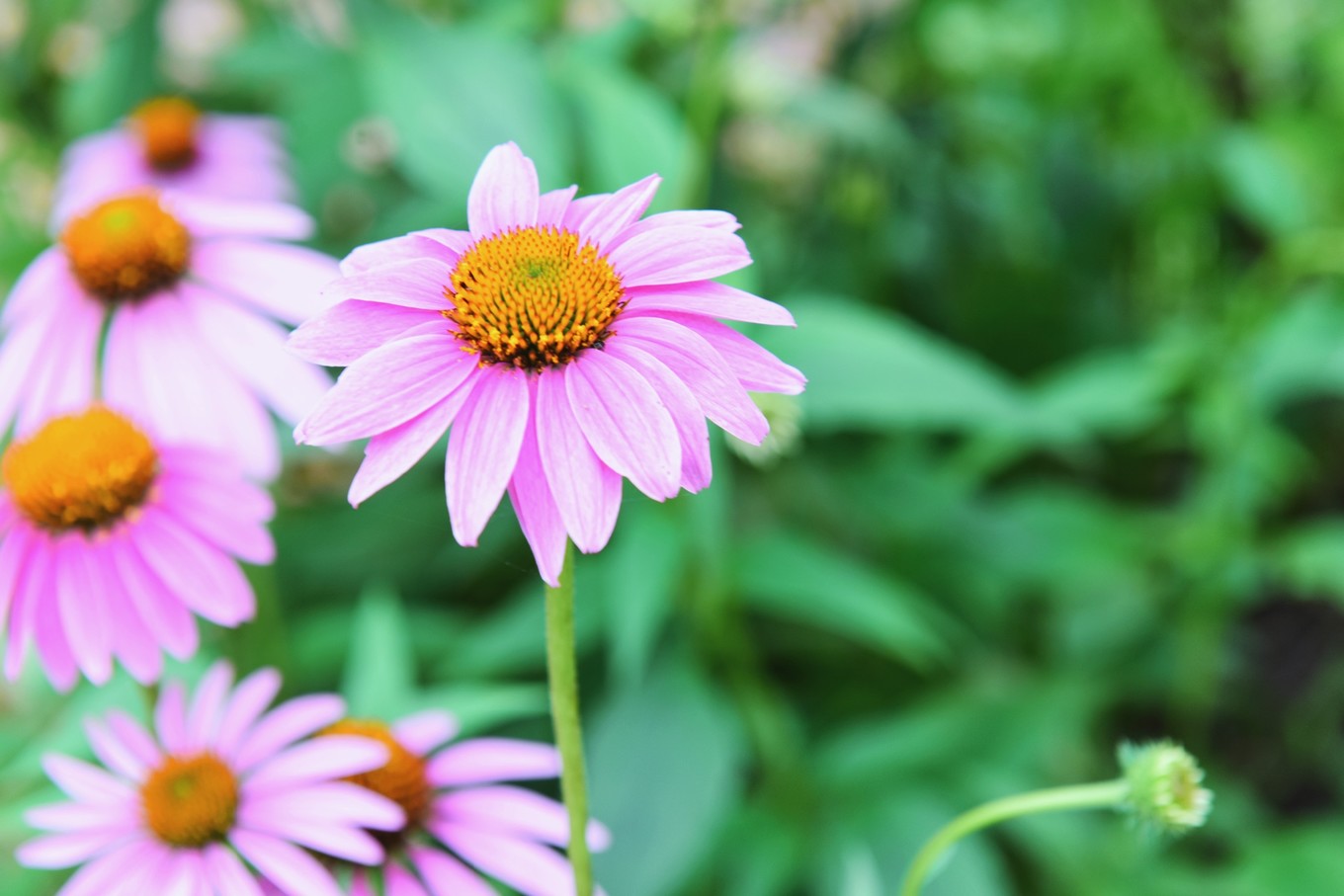 绿色世界花的海洋，在十里芳菲宠爱自己的24小时