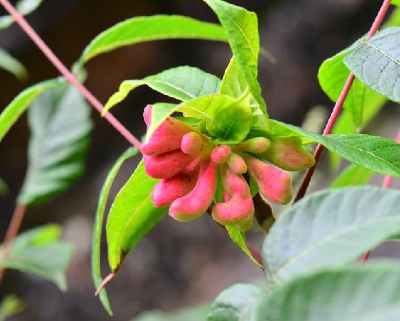五倍子的树有哪些,什么树能长五倍子