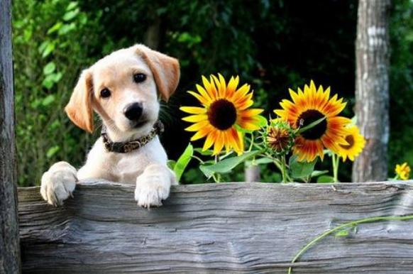 怎么消除对狗的心理恐惧,如何快速缓解狗狗的恐惧