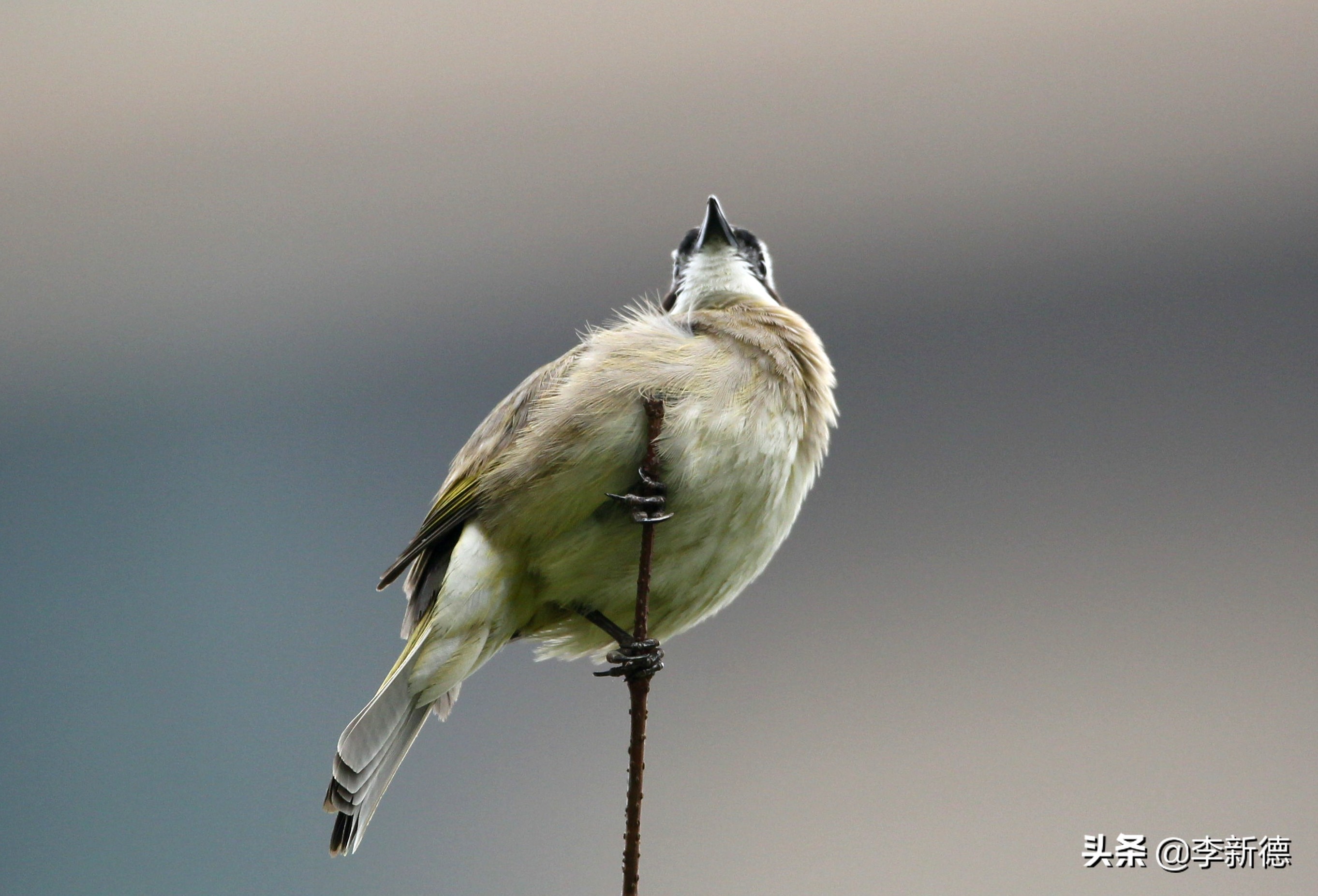 适马150佳能5d3能用吗,佳能5d3能不能用适马85f1.4a镜头