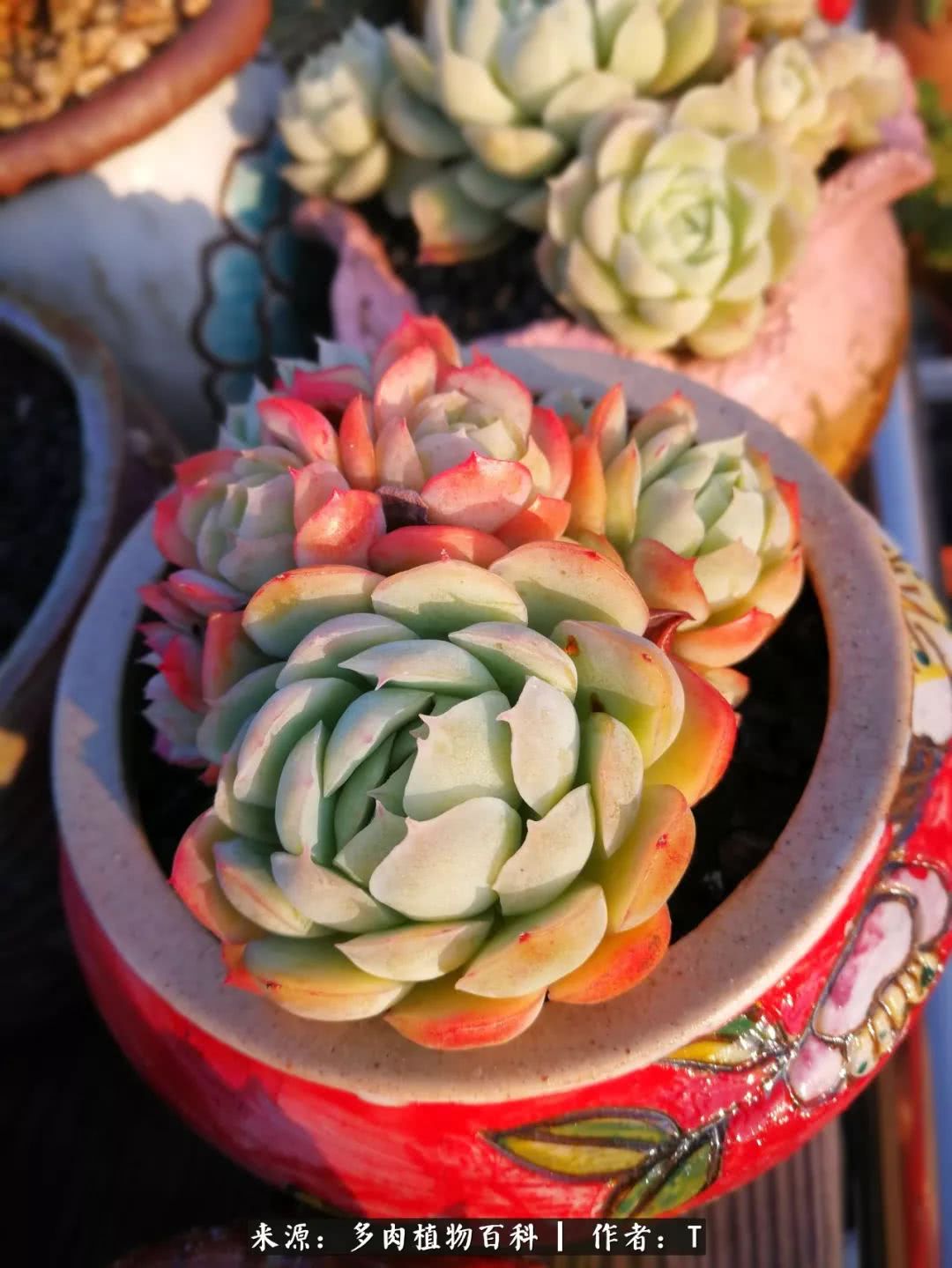 多肉还可以这样玩(上):八年养肉路剪影!