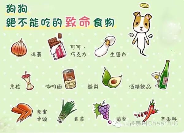 美国家庭都养什么犬,美国人喜欢养什么猛犬