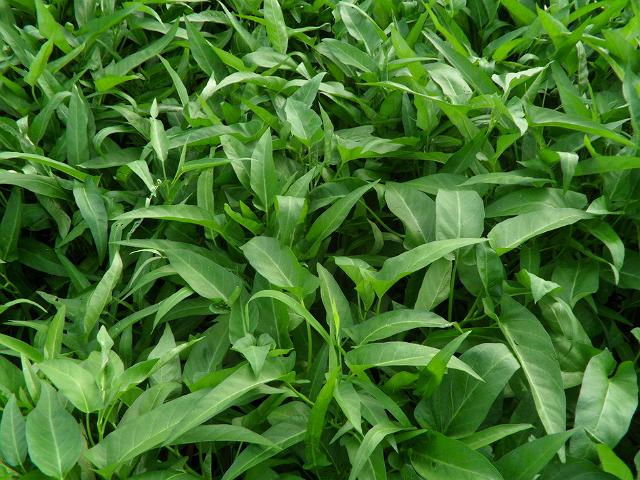 种植空心菜弊端有哪些问题,种植空心菜要注意什么