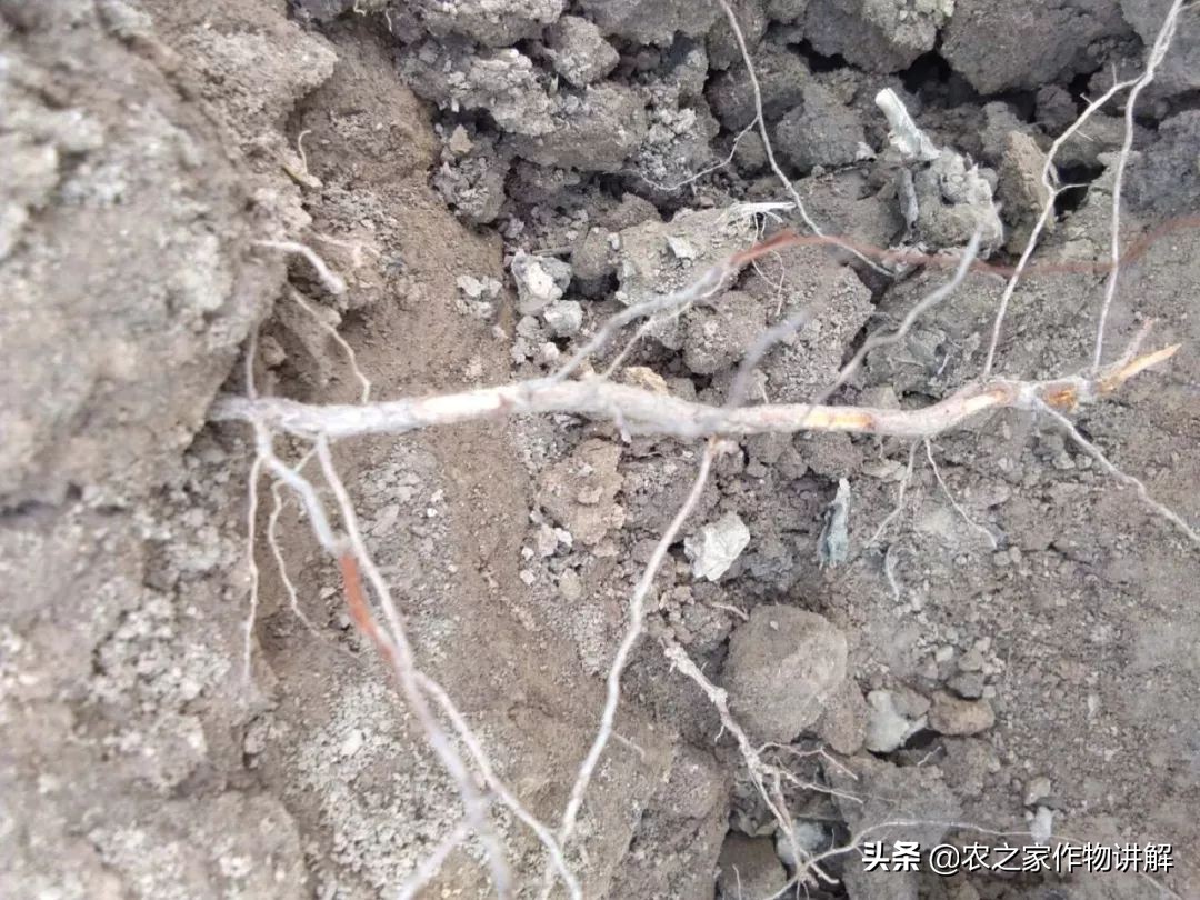 防治根腐病绝密配方,果树根腐