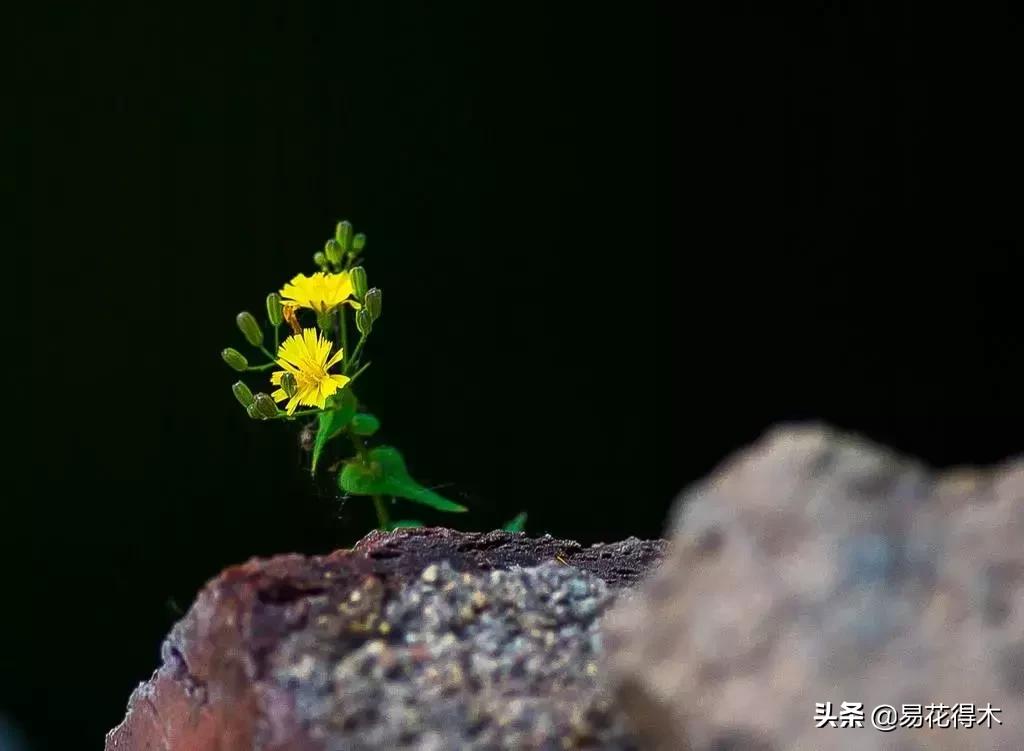 小满至，苦菜长，农家野菜名天香