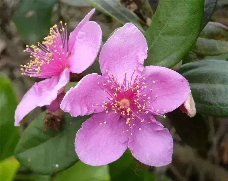 深圳5月哪里有花海看,深圳五一哪里可以看花海