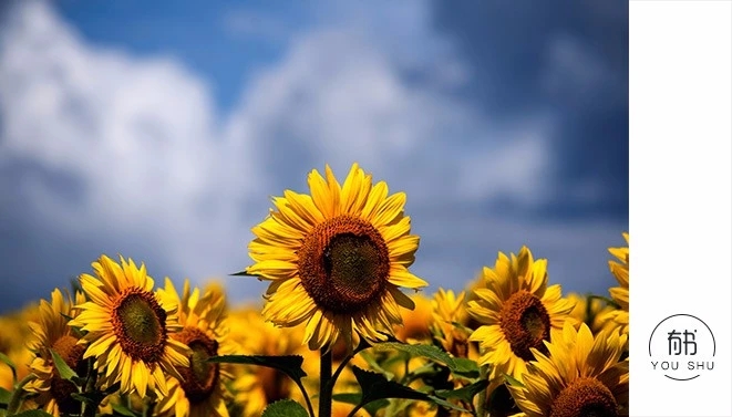 兄弟姐妹不和睦父母的处理方式,兄弟姐妹的不和多半是父母的责任