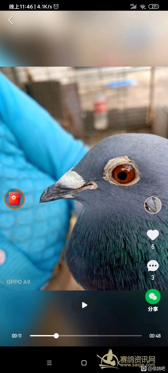 断指一年后恢复图片,断腿鸽子还能站起来吗