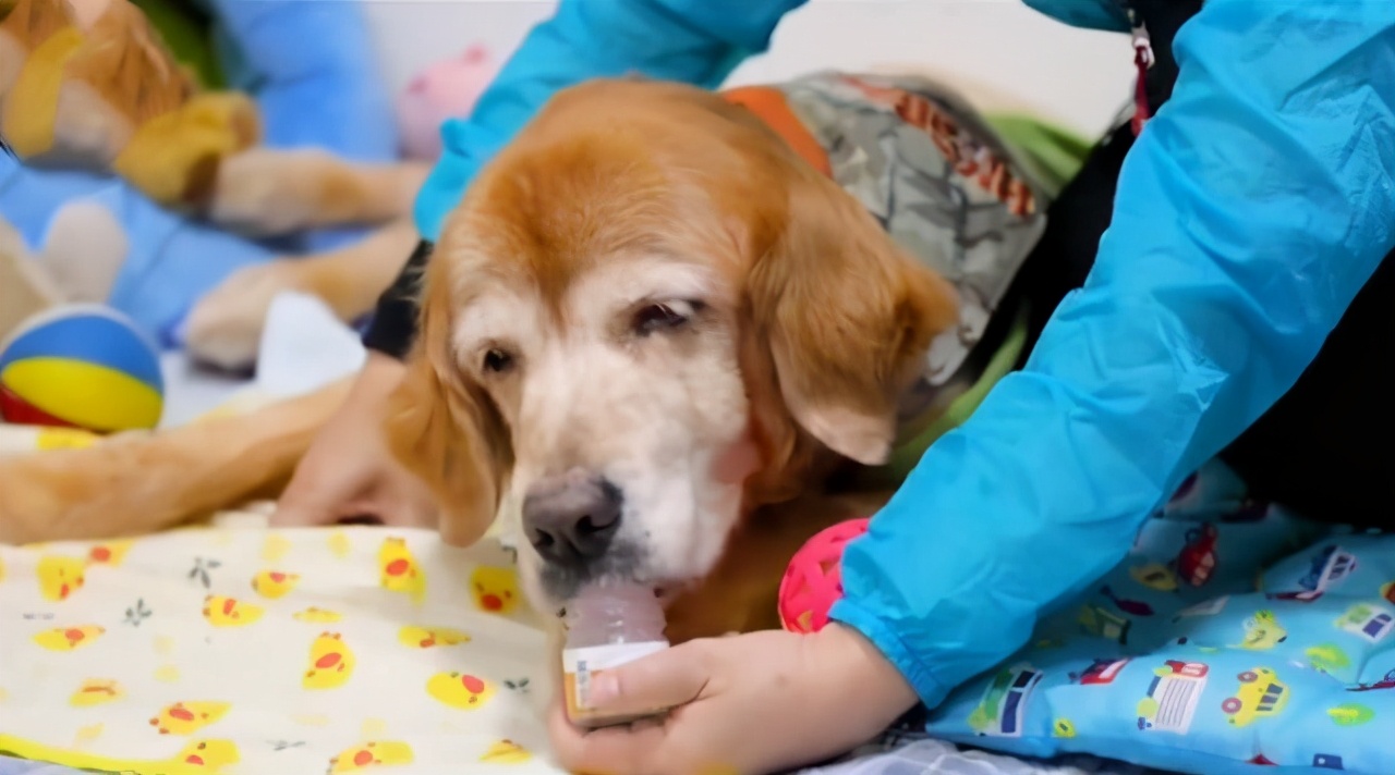 金毛的自愈能力有多强大,金毛的自愈能力有多强