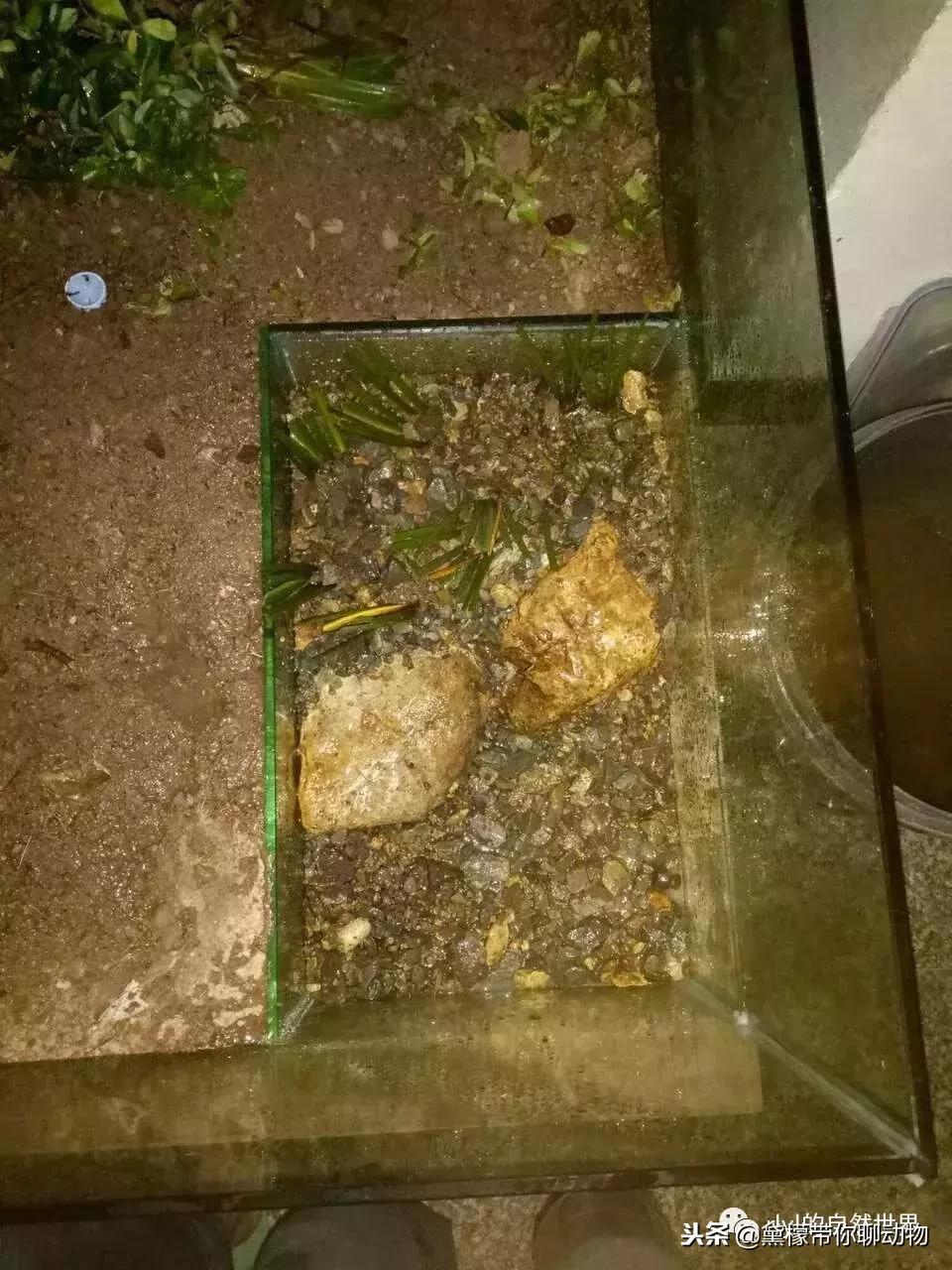 丛林造景黄缘龟池设计图大全,龟宝宝黄缘龟生态缸造景教程