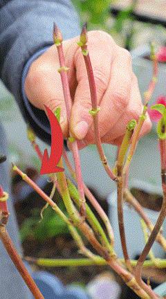 地栽绣球冬剪,两广地区绣球冬剪