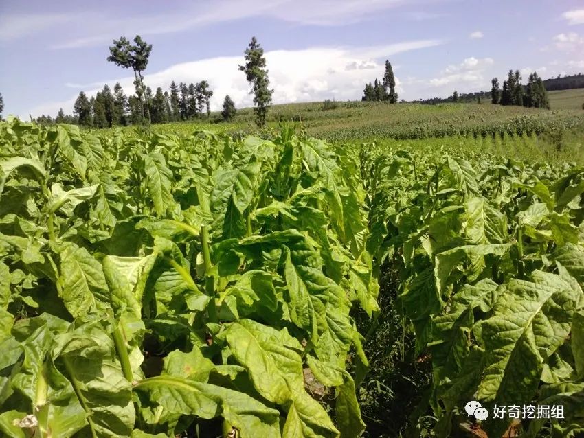 中国烟草牛吗,中烟为什么没有成为世界500强