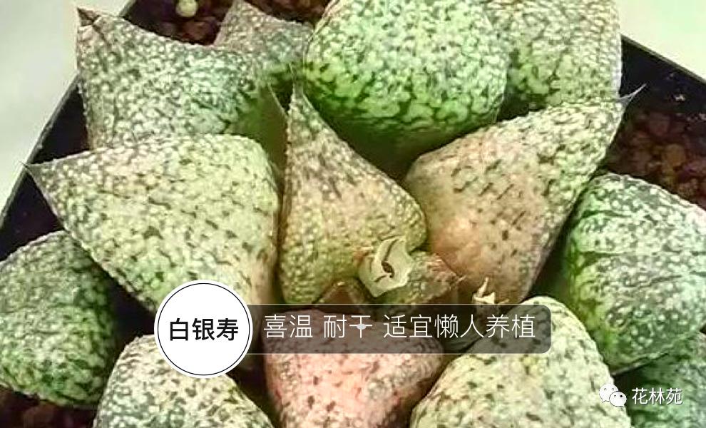 新手多肉月光寿养殖方法,多肉白银