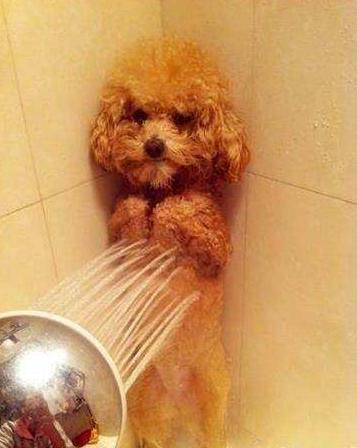 狗狗不爱洗澡怎么解决,狗狗死活不愿意起床